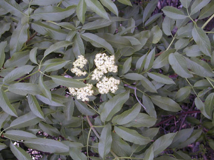 Blue_elderberry