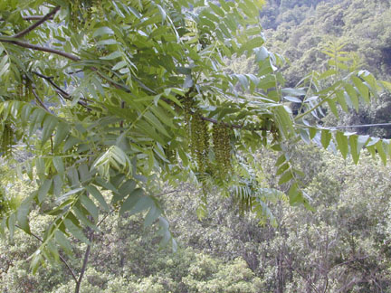 California_black_walnut3_f