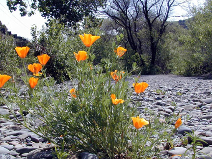 California_poppy