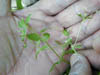 Chickweed2