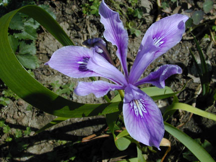 Douglas_iris