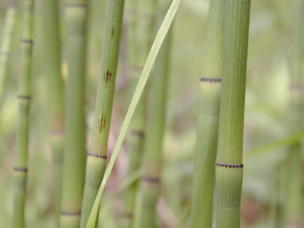 Horsetail1_f