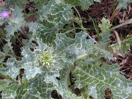 Milk_thistle1