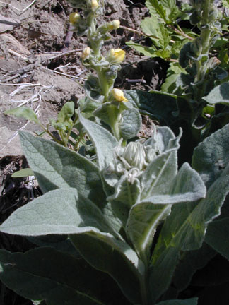 Mullein1