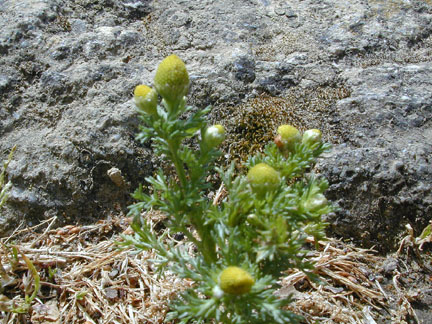 Pineappleweed