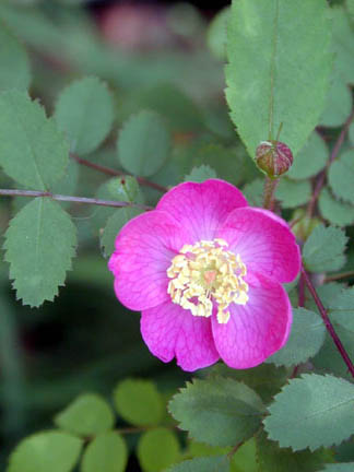 Woodland_rose