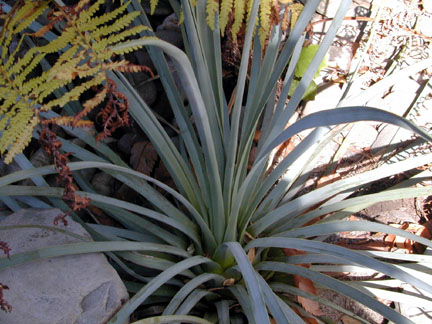 Yucca