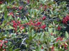 Toyon